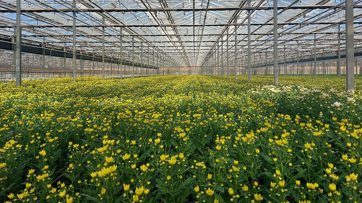 Le Strade del Gusto: le coltivazioni Ragusane