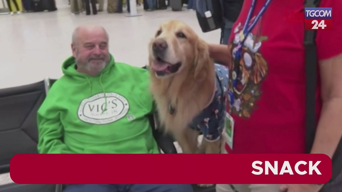 Havaalanında evcil hayvan terapisi, iki Golden Retriever Houston'daki yolcuları rahatlatıyor