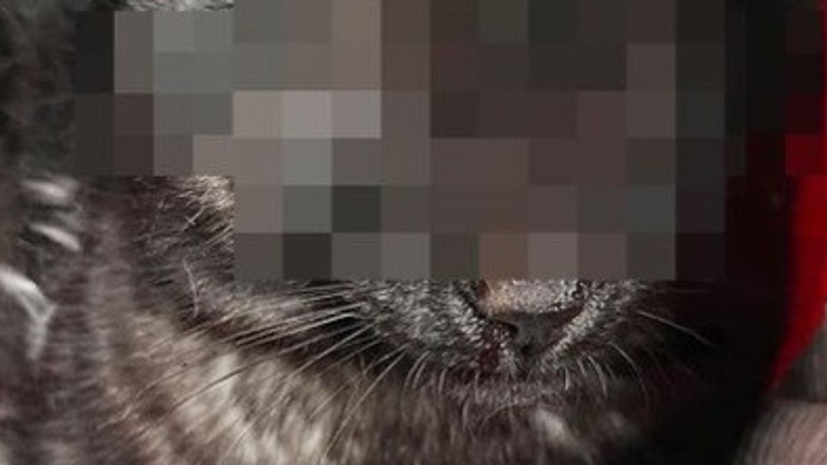 Ostuni (Brindisi), vurulma nedeniyle kör kedi: 50 yaşında olduğu bildirildi