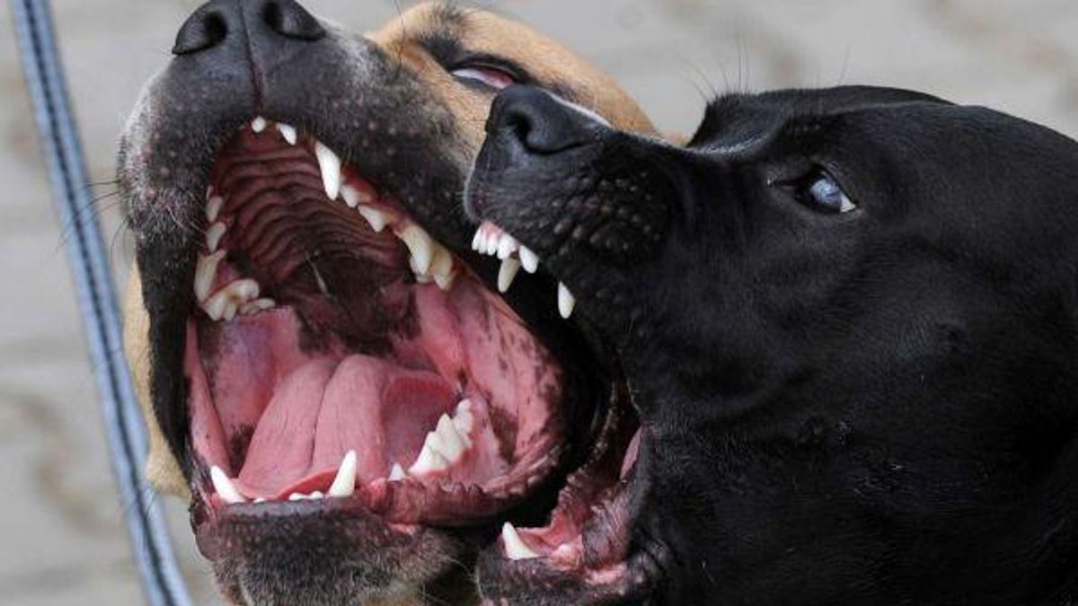 Tehlikeli köpekler, Lombardiya zorunlu lisans istiyor