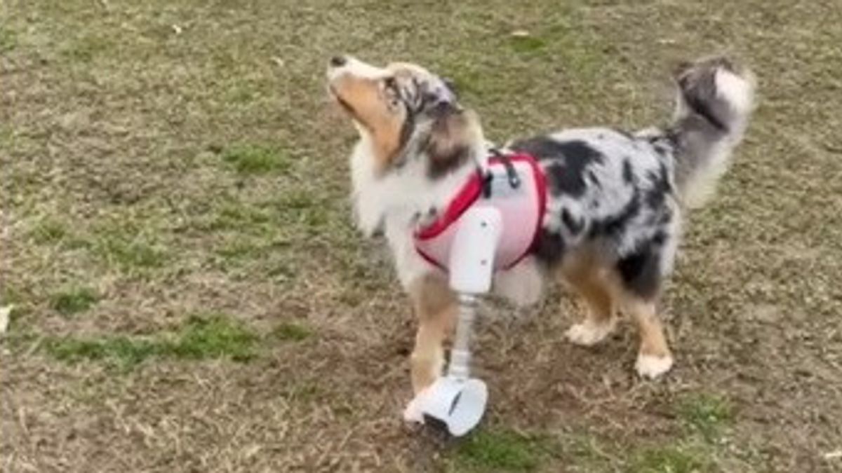 Varese'den Turin'e, köpek Rio biyonik pençe ile koşmaya geri döner