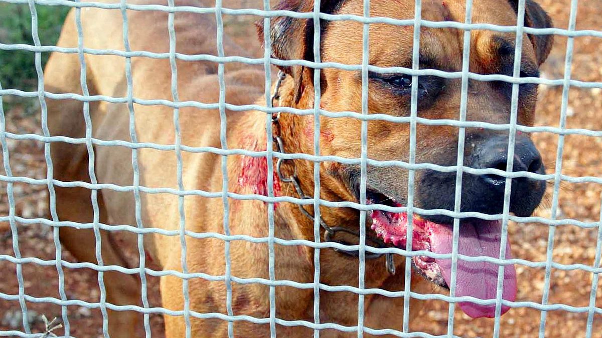 Pitbull'u korumak zorunda kalmamalılar