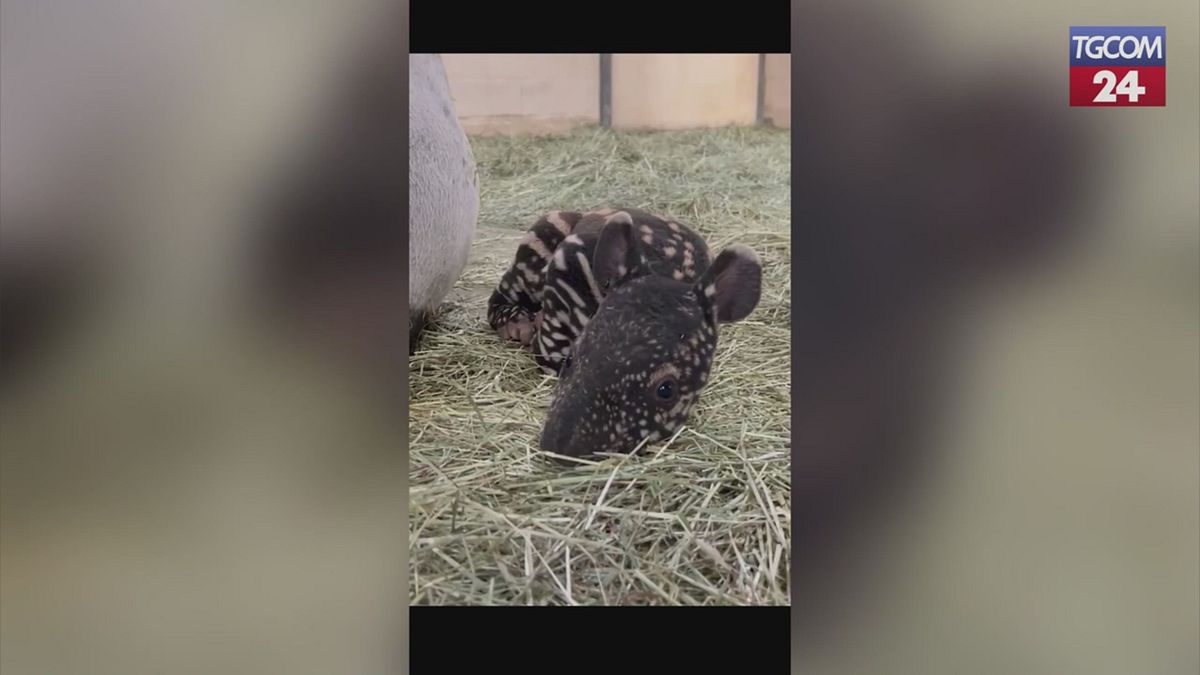 Nadir Malezya Tapiro'dan bir köpek yavrusu doğan hayvanat bahçesi UME'yi ağırlıyor