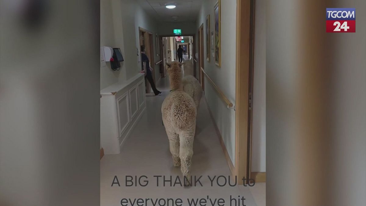 Depresyonla mücadele etmek için yenilikçi bir proje olan Alpaca Emeklilik Evleri