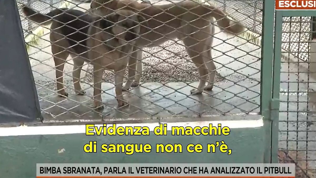 Bimba sbranata da un pitbull ad Acerra, parla il veterinario