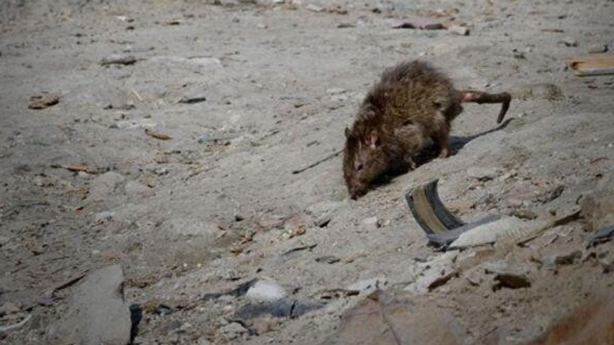 Hantavirus, Hackman'ın karısını öldüren virüs nedir