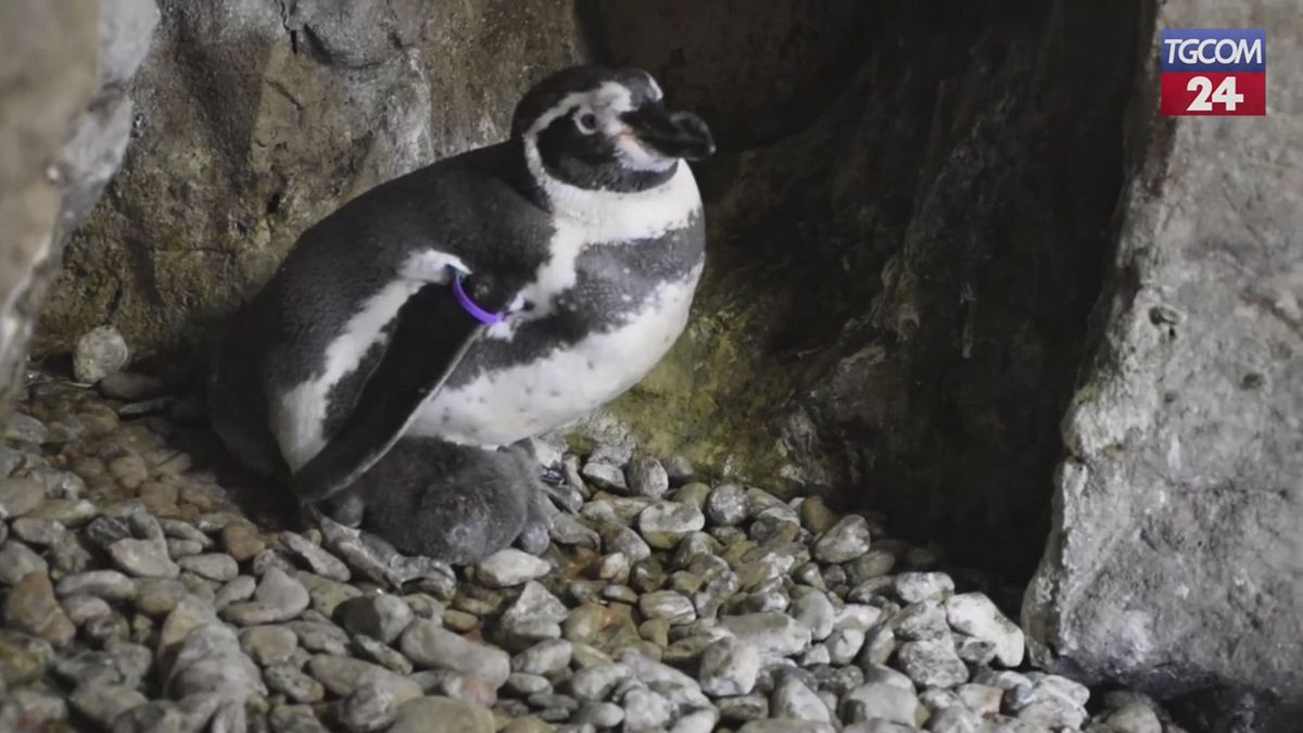 Bir Humboldt penguen doğdu