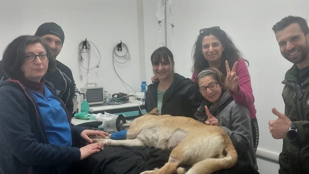 Olivia yakalandı, sokak köpek Ortona Kennel'den kaçtı (Chieti)