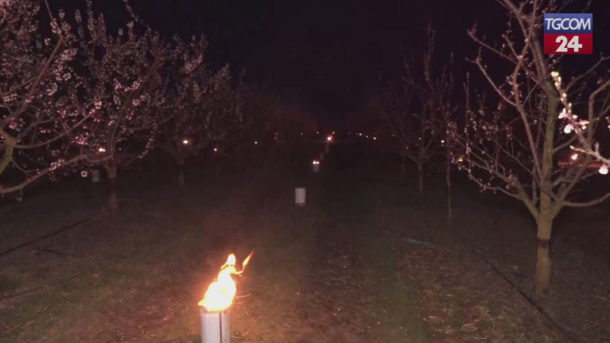 candele contro il gelo la battaglia di un agricoltrice per salvare il raccolto di albicocche