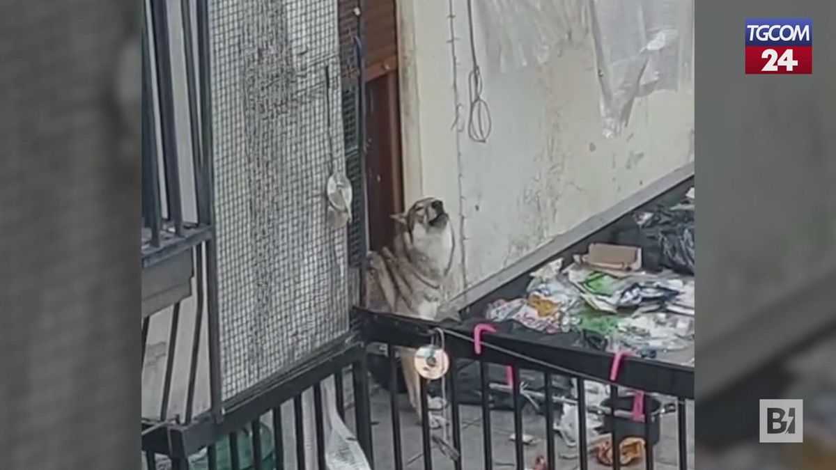 Çekoslovak kurtunun yürek parçalayıcı uluması