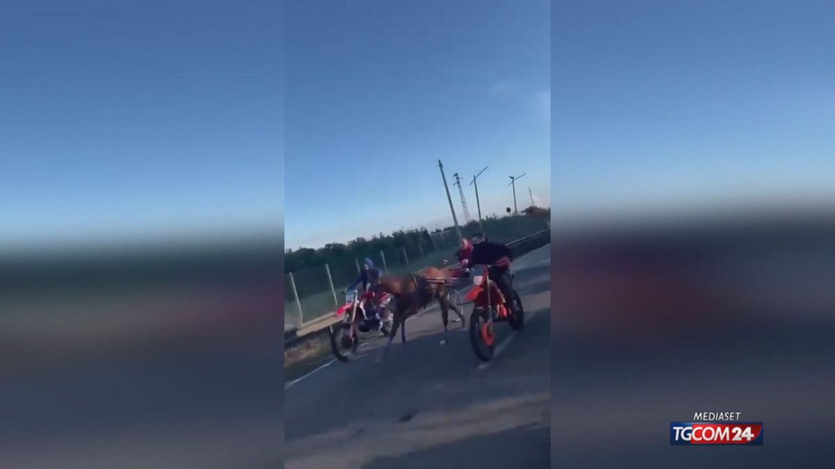 Catania, sosyal medyada viral atların gizli yarışları