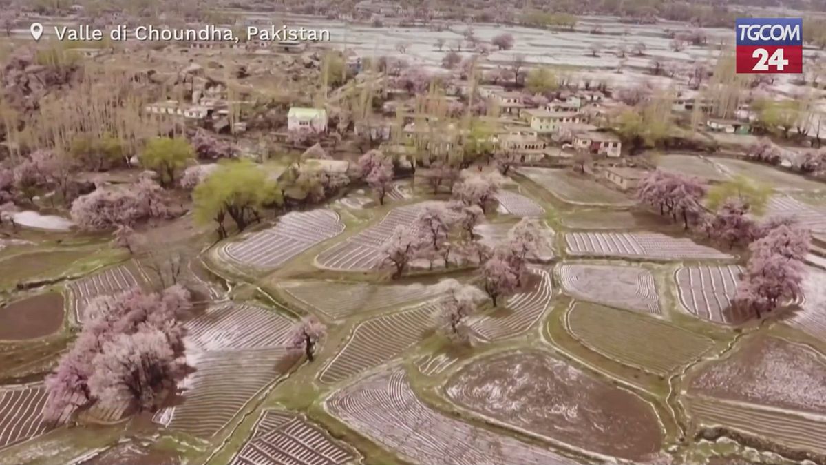 Pakistan'da Kar, Doğal Gösteri Arasında Pembe Bloom