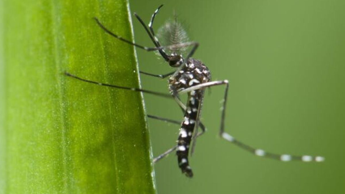 caso dengue comasco iniziata
