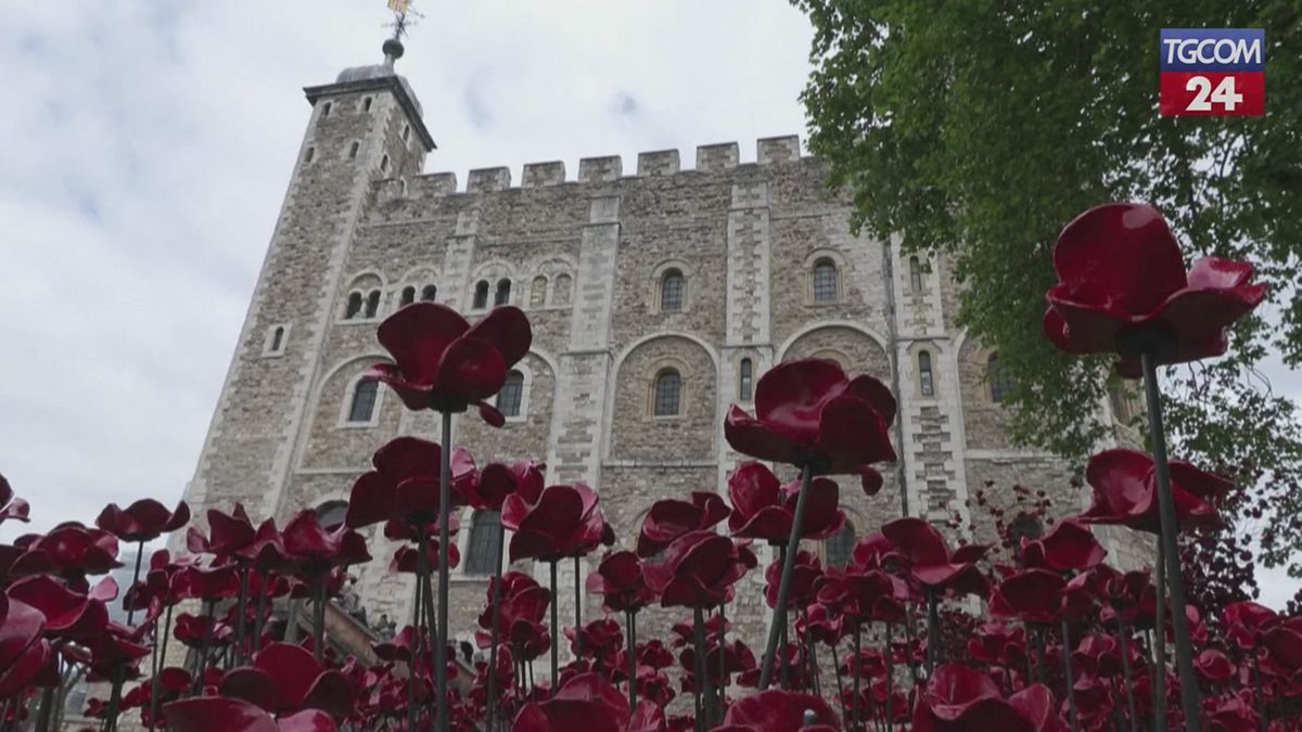 londra 30mila papaveri di ceramica per i caduti della seconda guerra mondiale