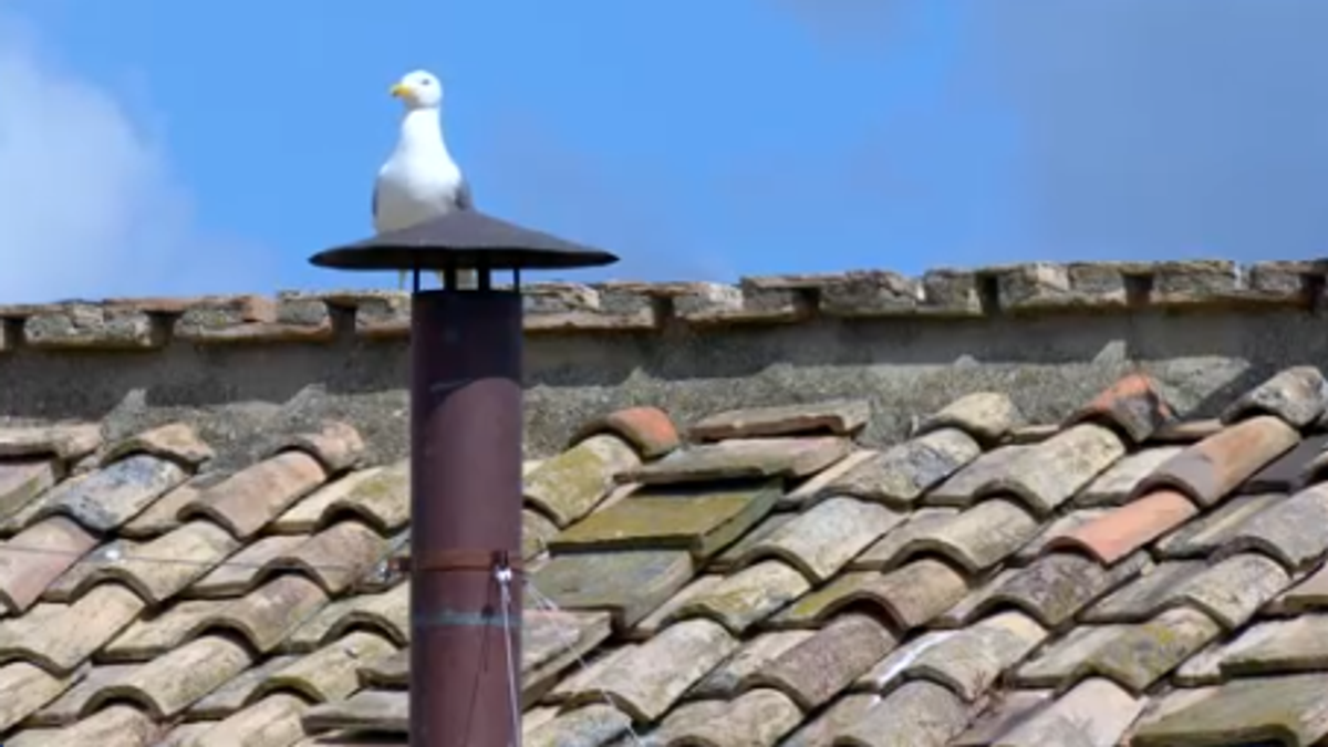 Conclave 2025, anche oggi il gabbiano "superstar" di vedetta al comignolo