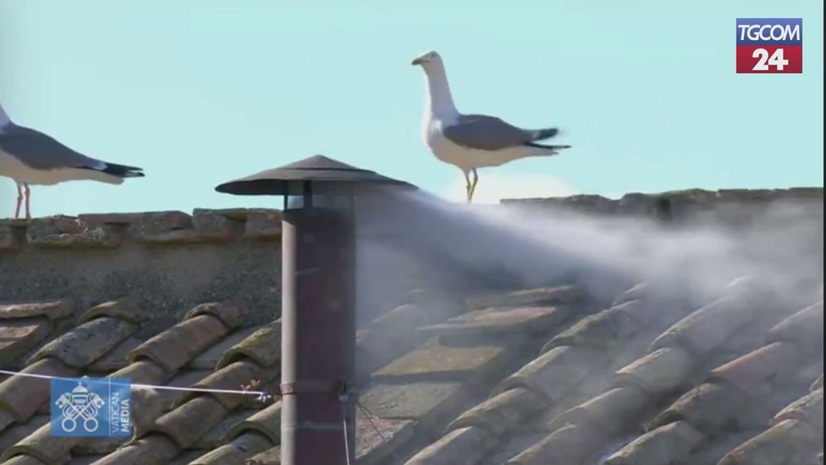 Conclave, il pulcino di gabbiano ruba la scena durante la fumata bianca