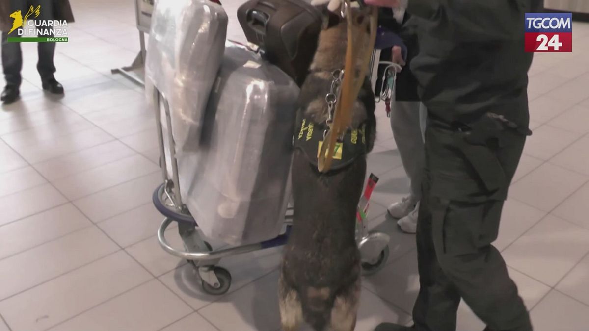 Bologna, ossa di delfino in valigia: multato un passeggero di ritorno da Capo Verde