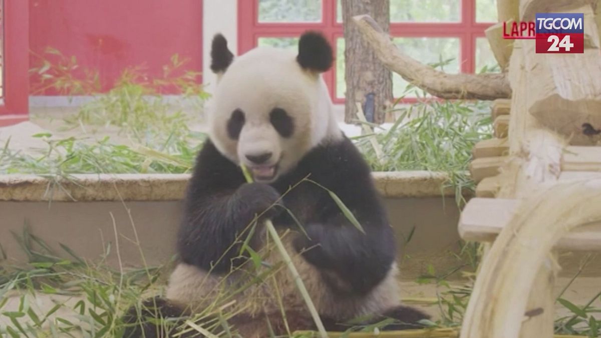 Çin'den geldi iki yeni panda