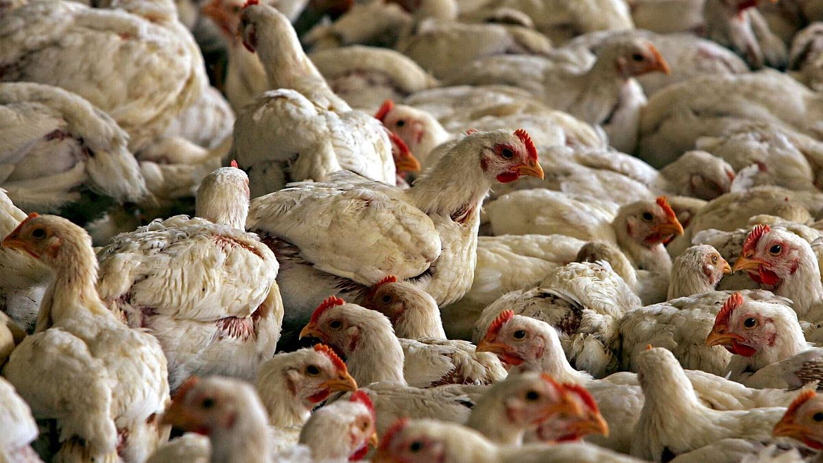 Brezilya'da Aviaria, iki yeni olası salgınla ilgili soruşturma