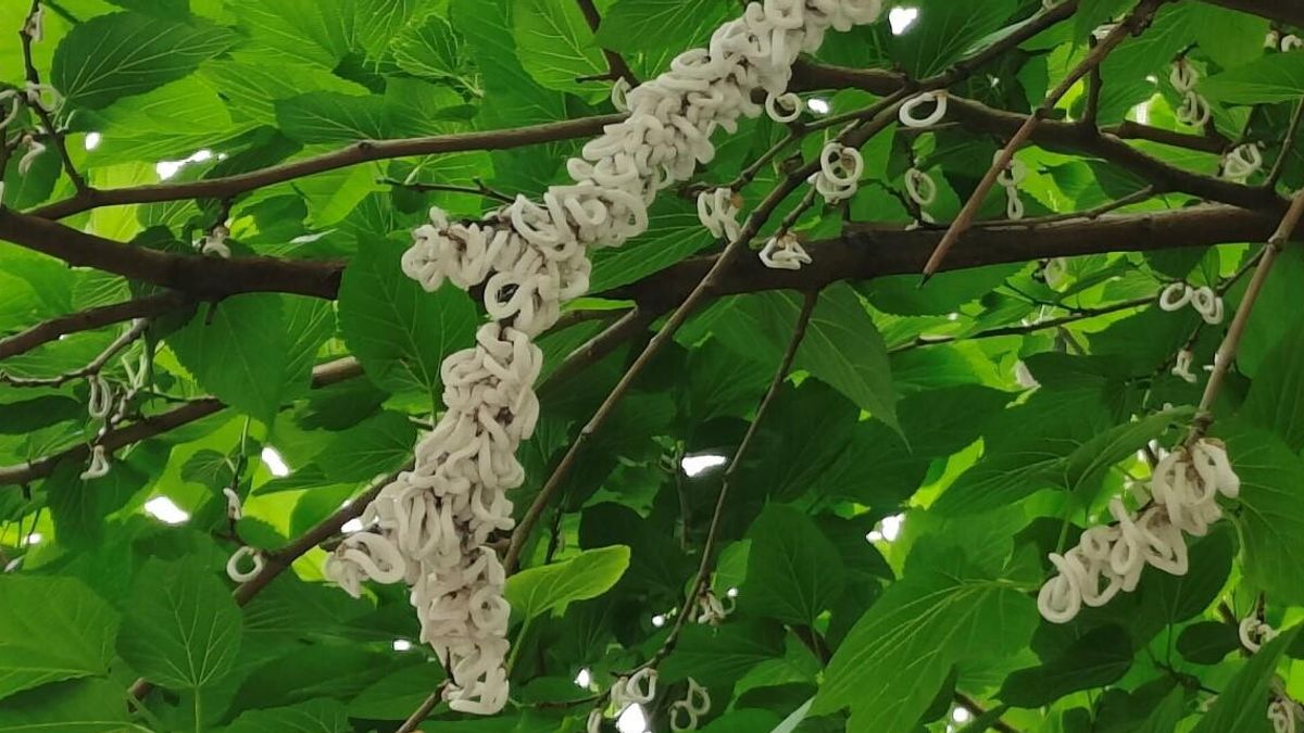 invasione di insetti alieni a milano è allarme per la cocciniglia japonica