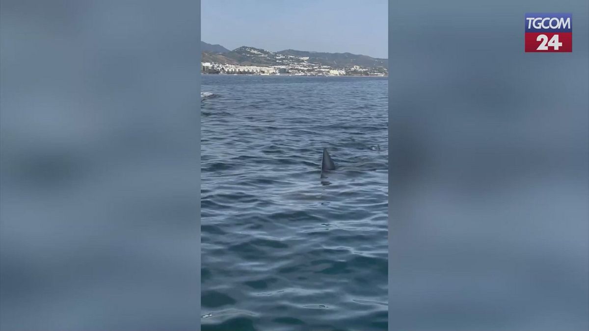 İspanya, Marbella kıyısının yakınında dev bir köpekbalığı gördü