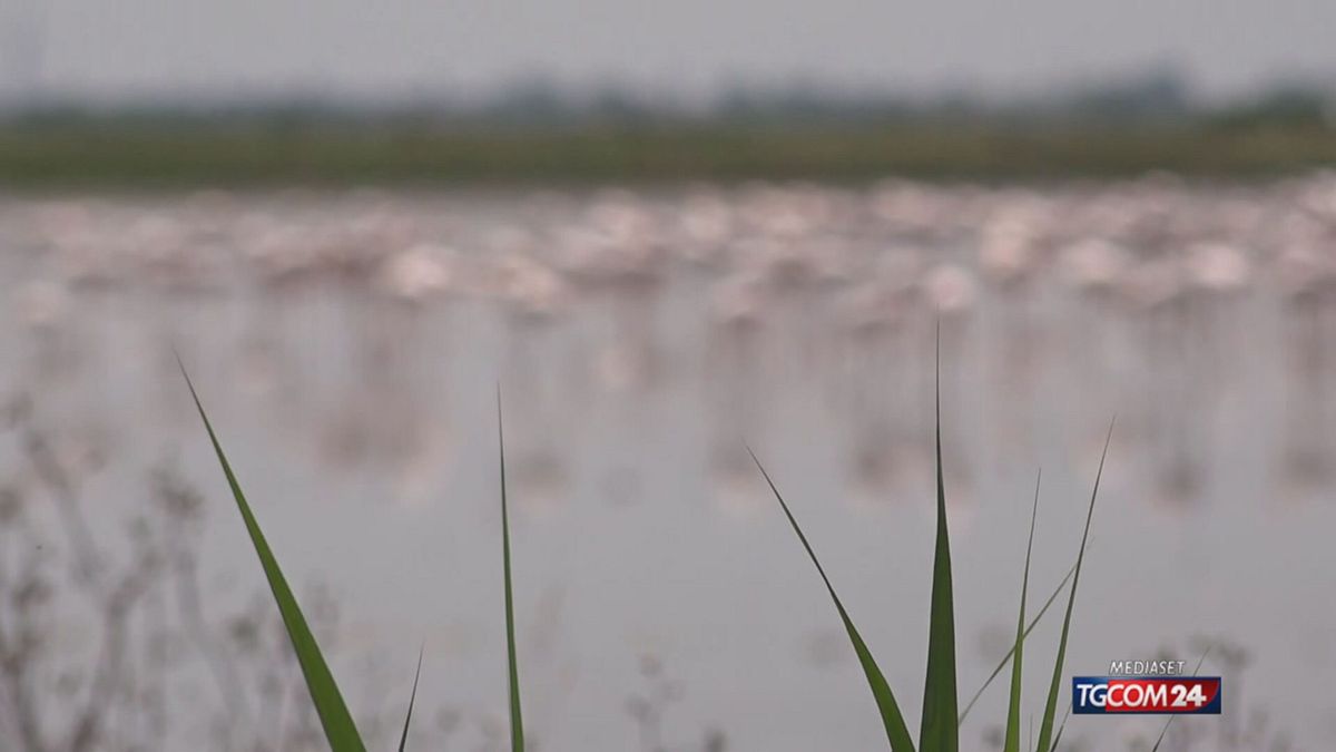 i fenicotteri invadono le risaie nel delta del po la difesa degli agricoltori