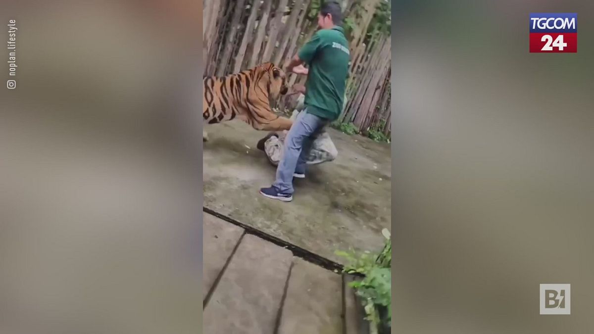 thailandia cerca di farsi una foto con una tigre ma il felino lo aggredisce