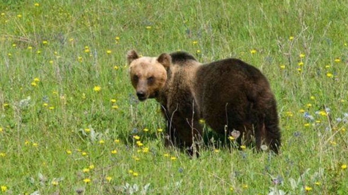 parco d abruzzo troppi turisti disturbano l amore degli orsi sentiero chiuso