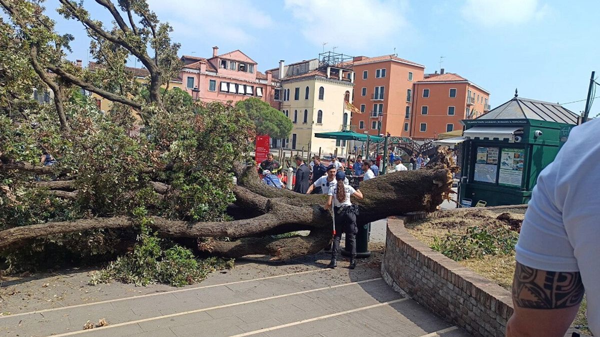 Albero cade su turisti in attesa del bus a Venezia: tra i feriti grave una donna