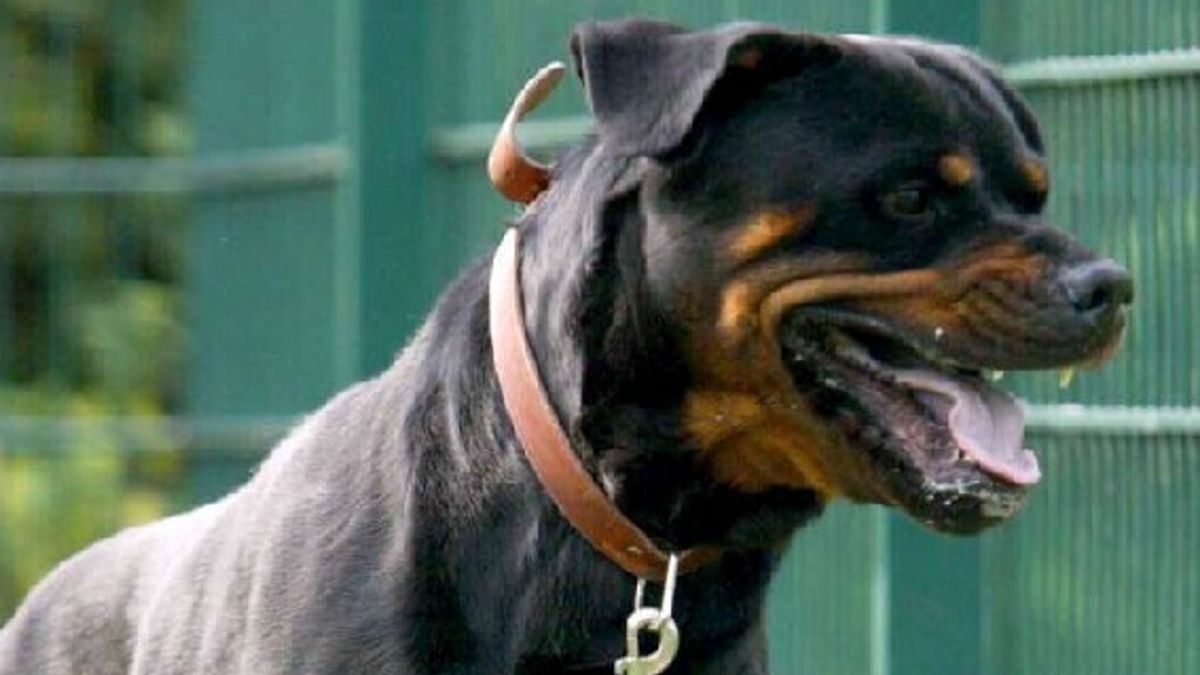 Tredicenne ucciso con il suo cane da un pusher a Milano, la famiglia: "Vogliamo giustizia"