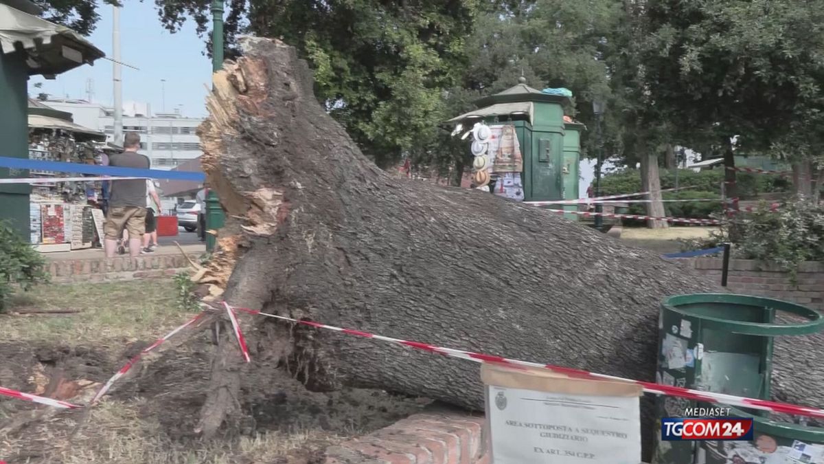 albero di quindici metri piomba sulla folla 12 feriti a venezia