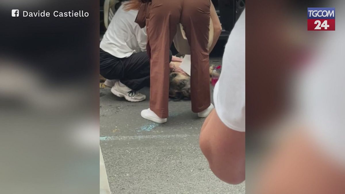 loano cane resta intrappolato in auto sotto il sole salvato con un massaggio cardiaco