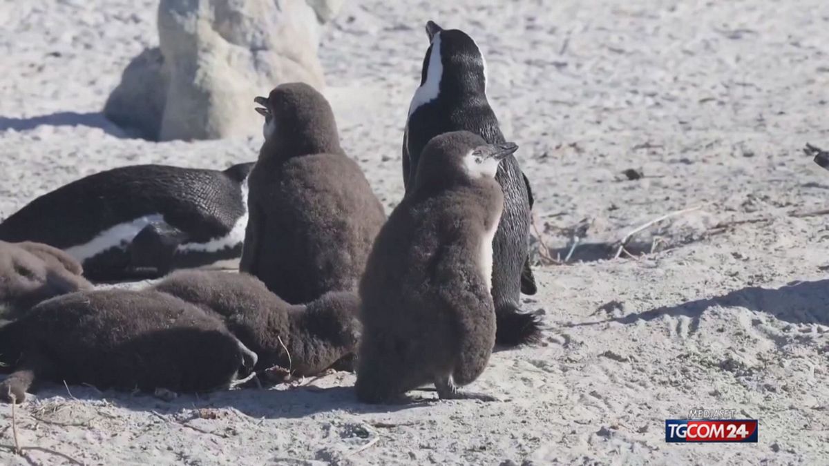 Sudafrica, i pinguini del Capo a rischio estinzione: stop alla pesca per salvarli