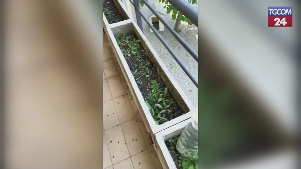 Capena, bir dairede büyük bir arı sürüsü keşfetti