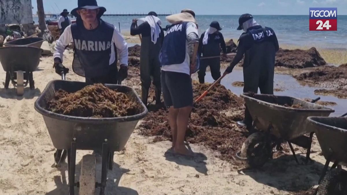 alghe invadono le spiagge dei caraibi messicani le operazioni di pulizia