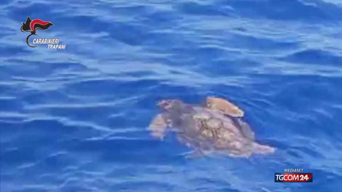 Favignana, dört Caretta Caretta Kaplumbağası'nı kurtardı