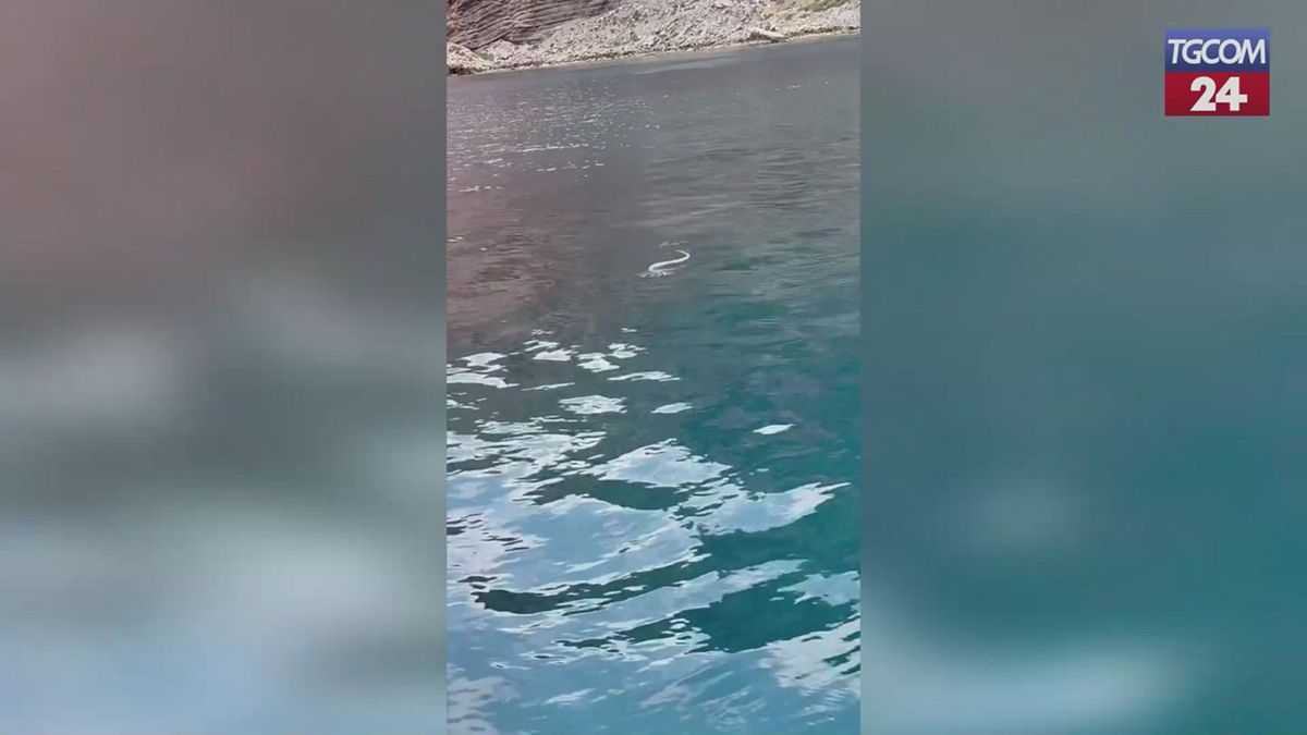 İbiza yüzme yılanlarının “kuşatması” altında