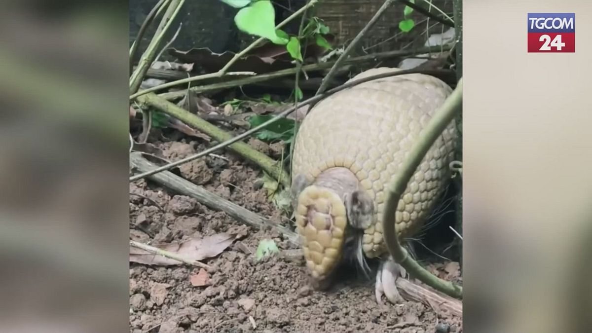 Cornelle Parkı'na yeni özel varış, işte üç band armadillo