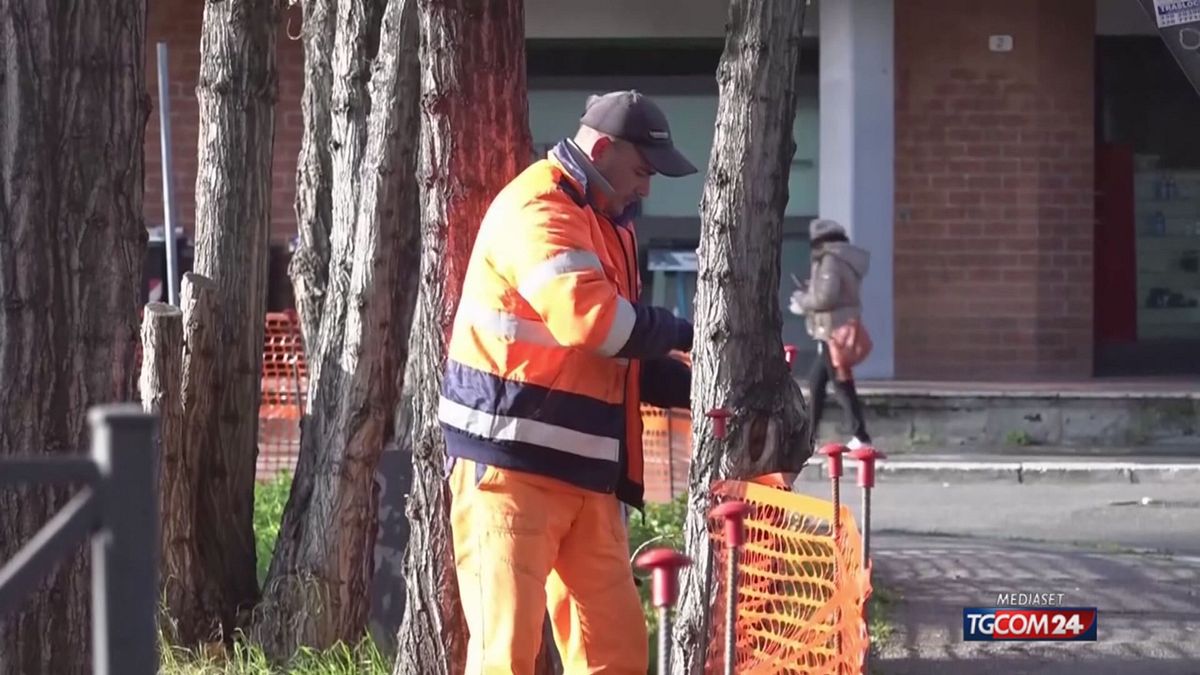 roma disposta una perizia sul cedimento degli alberi