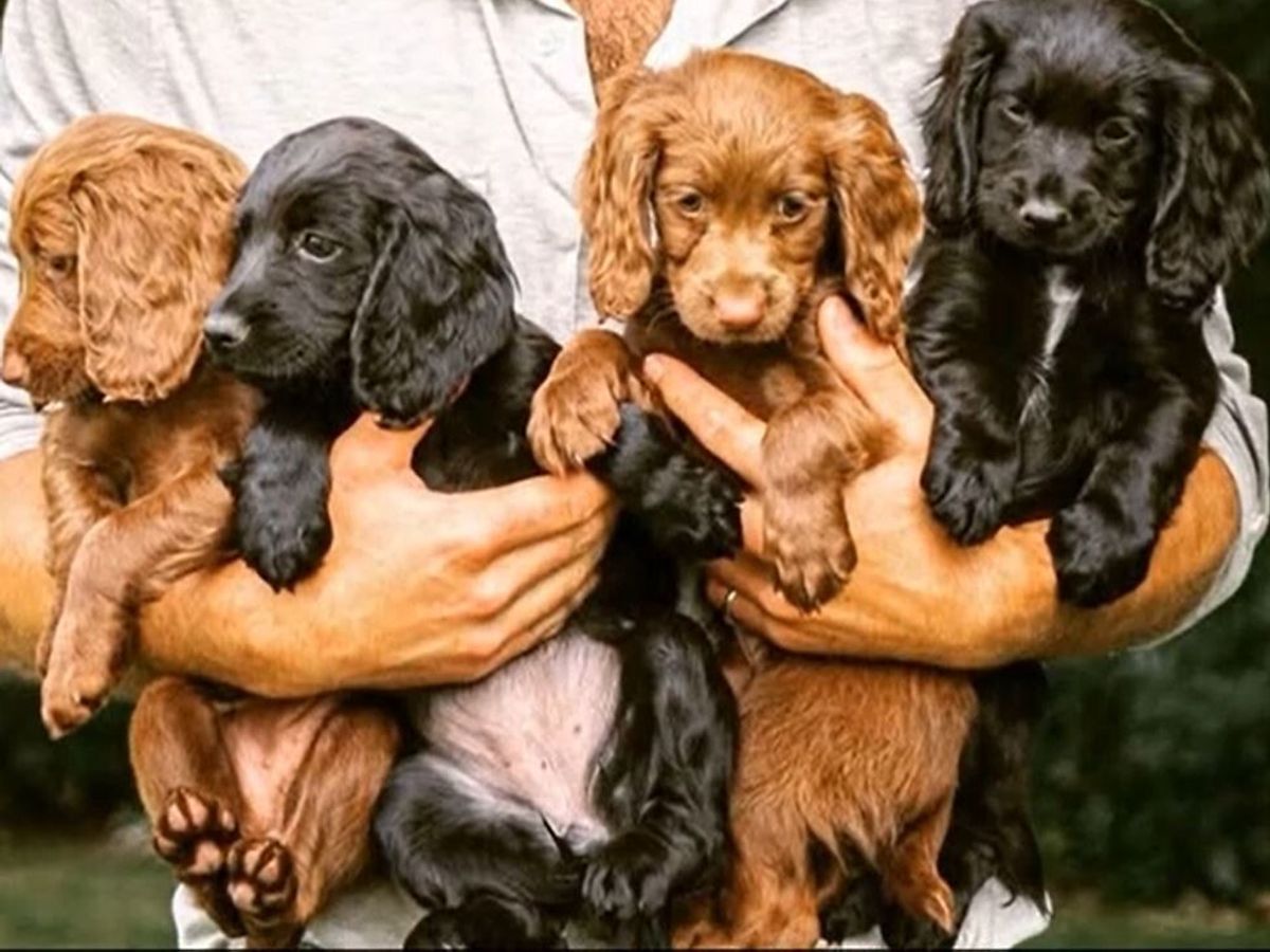 Fiocco reale a quattro zampe, nati i cuccioli di Orla: la cagnolina di  William e Kate