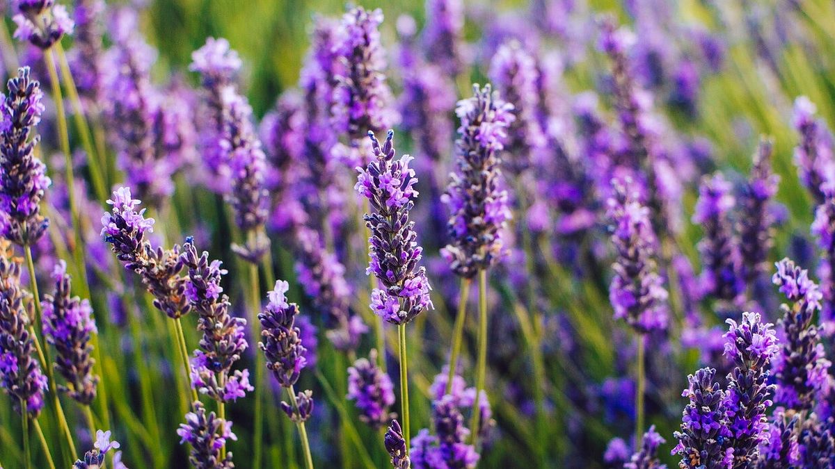  © Istockphoto
