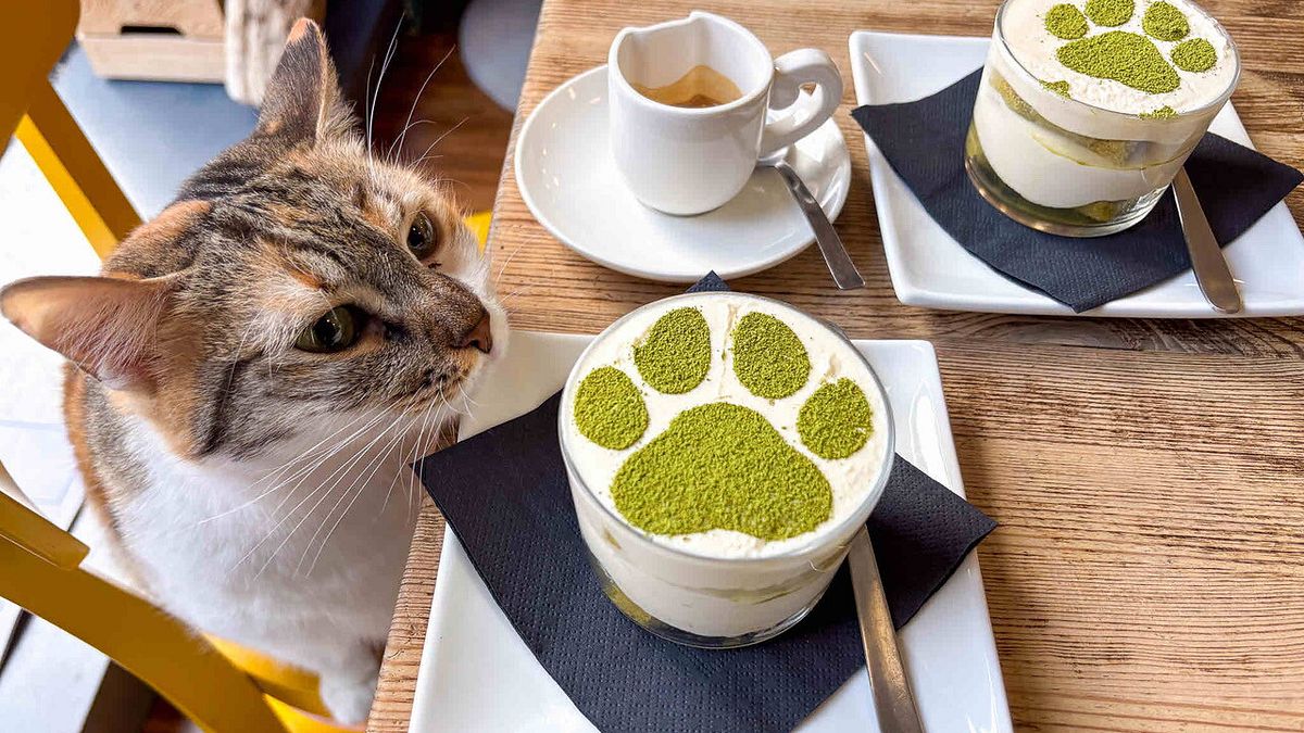 Crazy Cat Cafe © Ufficio stampa