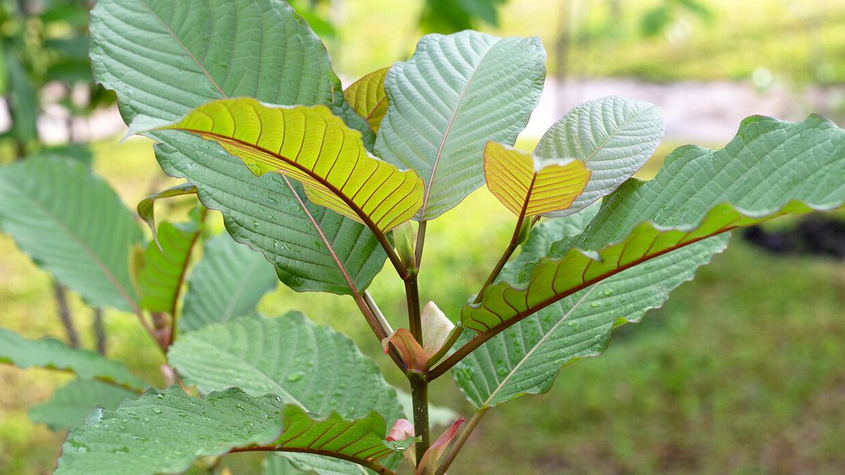  Pianta di Kratom © Istockphoto