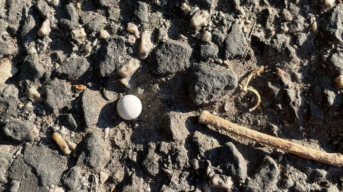 I pallini sparati a Roma contro la coppia dell'Anpi durante le celebrazioni per il 25 aprile © Tgcom24