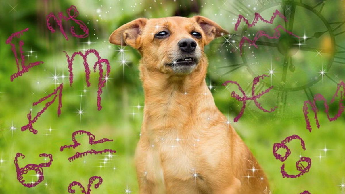  Le Stelle la sanno lunga anche per quello che riguarda il nostro amico a quattro zampe. Ecco allora il suo Oroscopo, segno per segno. © Istockphoto