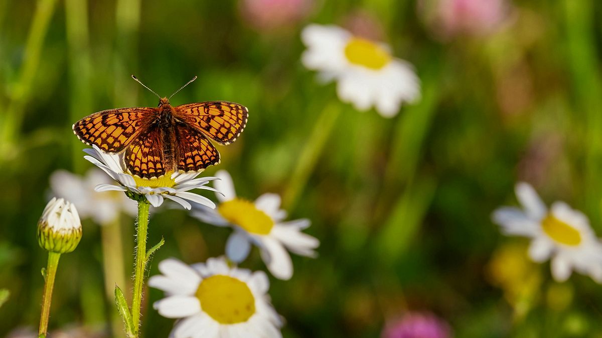  © Pexels