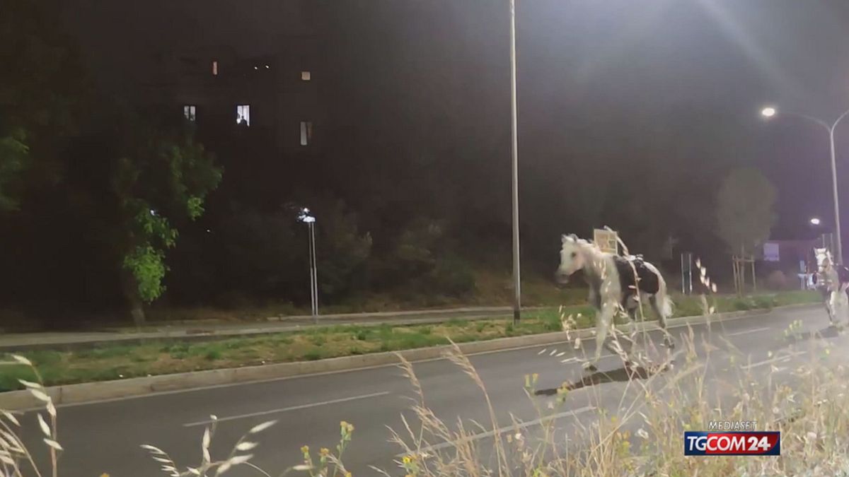 CAVALLI per SITO SRV © Da video