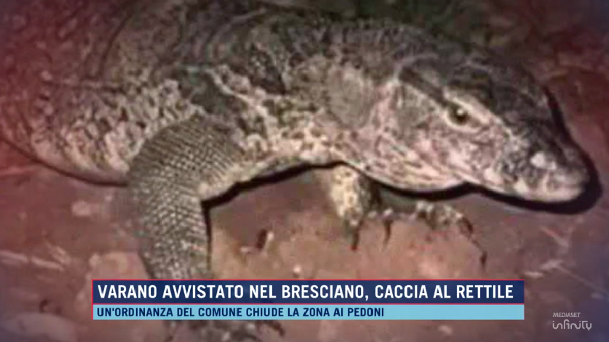  © Da video