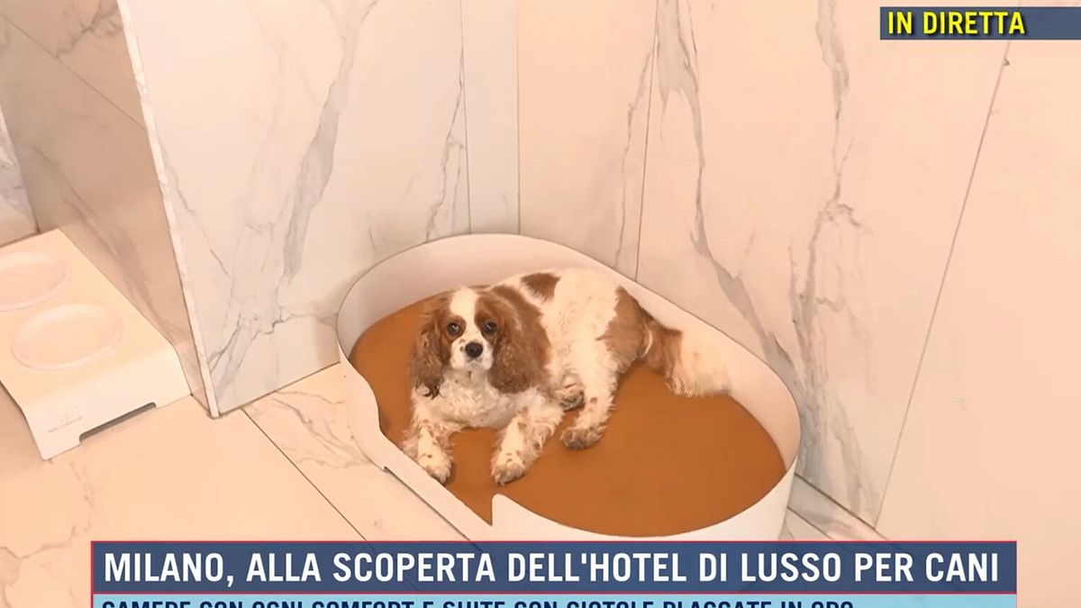  © Da video
