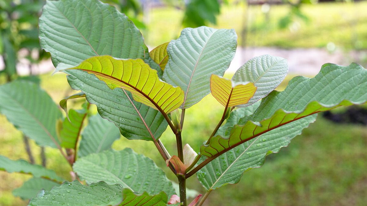  Pianta di Kratom © Istockphoto